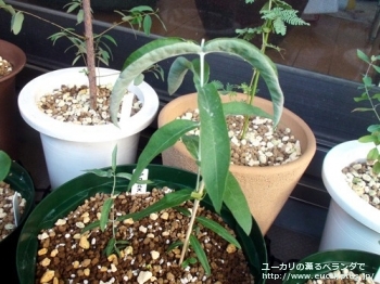 グロブルス (Eucalyptus globulus ssp. globulus)