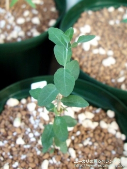 クレヌラータ (Eucalyptus crenulata)