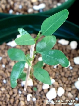 ファシキュロサ (Eucalyptus fasciculosa)