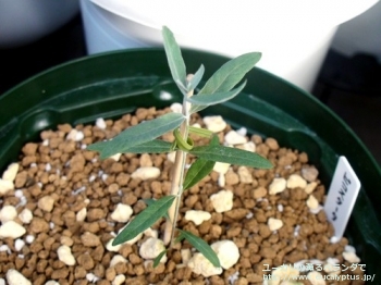 グロブルス・ビコスタータ (Eucalyptus globulus ssp. bicostata)