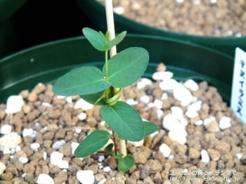 テヌイラミス (Eucalyptus tenuiramis)