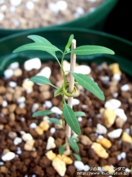 シデロキシロン (Eucalyptus sideroxylon)