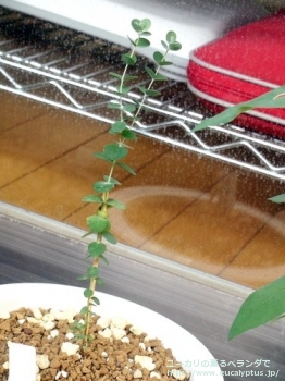 ベイビーブルー (Eucalyptus pulverulenta 'Babyblue')
