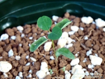 クレイドカリックス・ナナ (Eucalyptus cladocalyx nana)