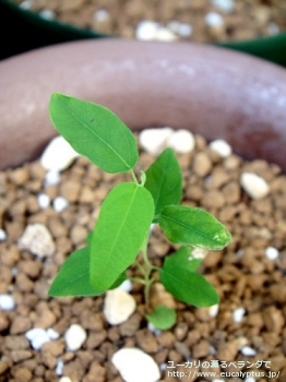 マキュラータ (Corymbia maculata)