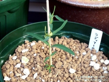 ラディアータ (Eucalyptus radiata ssp. radiata)