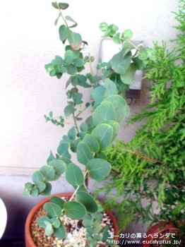 ブリジシアナ (Eucalyptus bridgesiana)