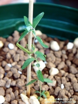 クレヌラータ (Eucalyptus crenulata)