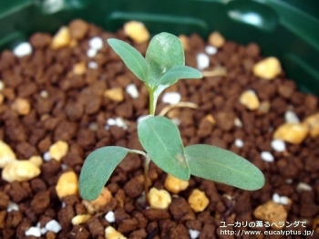 フォレスティアナ (Eucalyptus forrestiana)