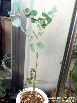 オービフォリア (Eucalyptus orbifolia)