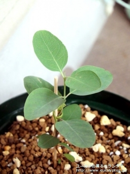 テレチコルニス (Eucalyptus tereticornis)