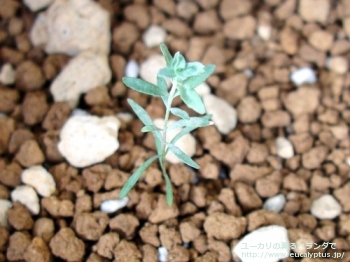 アルビダ (Eucalyptus albida)