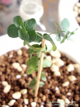 コルダータ (Eucalyptus cordata)