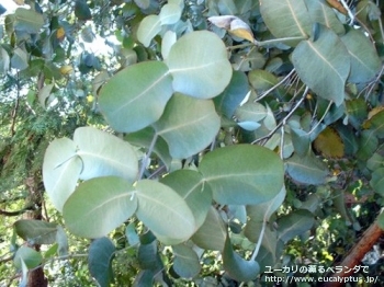 ネグレクタ (Eucalyptus neglecta)