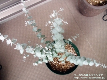 fancyboxクルセアナ(Eucalyptus kruseana)の画像1