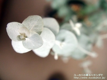 fancyboxクルセアナ(Eucalyptus kruseana)の画像3