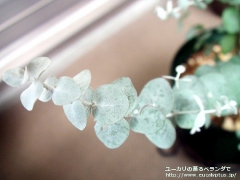 fancyboxクルセアナ(Eucalyptus kruseana)の画像4