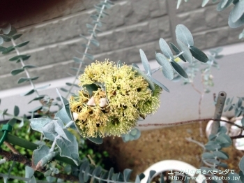 fancyboxクルセアナ(Eucalyptus kruseana)の画像6