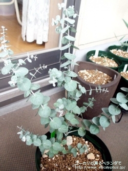 fancyboxクルセアナ(Eucalyptus kruseana)の画像7