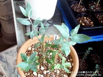 マクロカルパ (Eucalyptus macrocarpa ssp. macrocarpa)