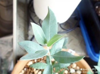 マクロカルパ (Eucalyptus macrocarpa ssp. macrocarpa)