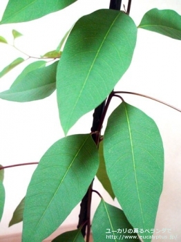 ロブスタ (Eucalyptus robusta)