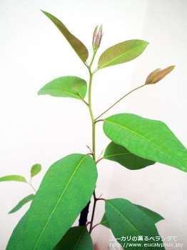 ロブスタ (Eucalyptus robusta)