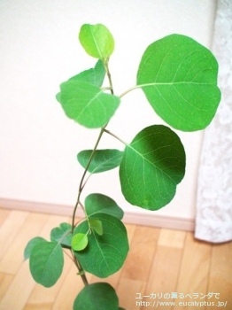 ルディス (Eucalyptus rudis)