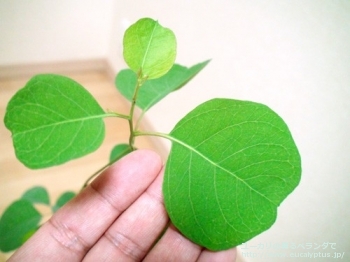 ルディス (Eucalyptus rudis)