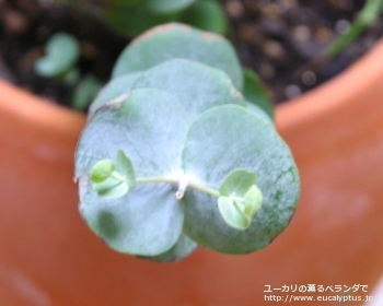 シルバーダラー(銀丸葉) (Eucalyptus cinerea 'Silver Doller')