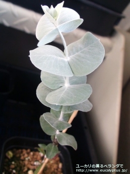 クルキス (Eucalyptus crucis)