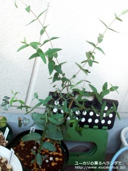 アロマフロイア (Eucalyptus aromaphloia)