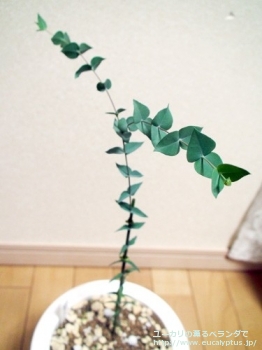 ギリー (Eucalyptus gillii)