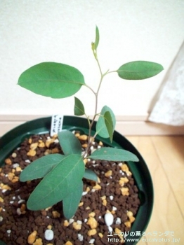 デレガテンシス・タスマニエンシス (Eucalyptus delegatensis ssp. tasmaniensis)