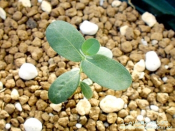 ネグレクタ (Eucalyptus neglecta)