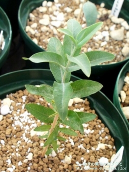 ニテンス (Eucalyptus nitens)