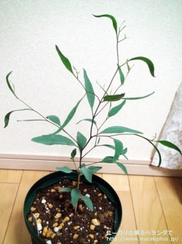レーマニー (Eucalyptus lehmannii)