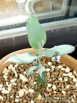 マクロカルパ (Eucalyptus macrocarpa ssp. macrocarpa)