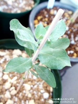 マクロカルパ・エラチャンサ (Eucalyptus macrocarpa ssp. elachantha)