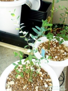 パルブラ (Eucalyptus parvula)