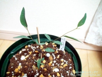 プルリカウリス (Eucalyptus pluricaulis ssp. porphyrea)