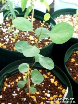 ポリアンセモス (Eucalyptus polyanthemos ssp. polyanthemos)