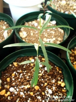 シデロキシロン (Eucalyptus sideroxylon)