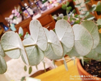 fancyboxシネレア(銀丸葉)(Eucalyptus cinerea)の画像1