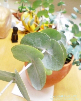 fancyboxシネレア(銀丸葉)(Eucalyptus cinerea)の画像2