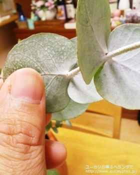 シネレア(銀丸葉) (Eucalyptus cinerea)