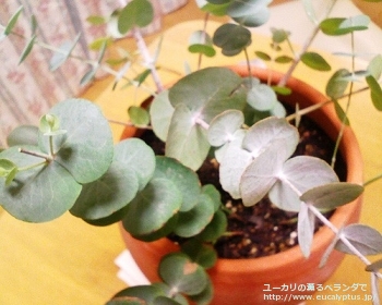 fancyboxシネレア(銀丸葉)(Eucalyptus cinerea)の画像8