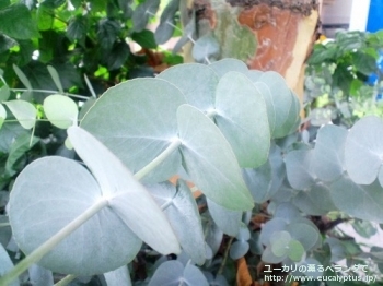 シネレア(銀丸葉) (Eucalyptus cinerea)