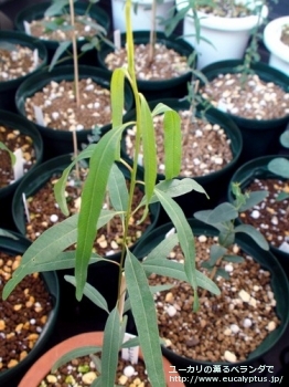 カマルドレンシス (Eucalyptus camaldulensis var. camaldulensis)
