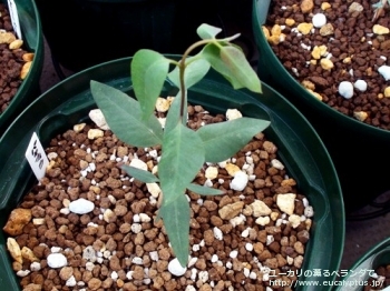 パキフィラ (Eucalyptus pachyphylla)